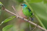 Image. Blue Dacnis