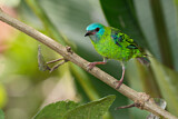 Image. Blue Dacnis