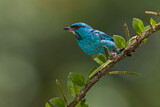 Image. Blue Dacnis