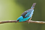 Image. Blue Dacnis