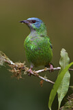 Image. Blue Dacnis