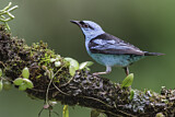 Image. Blue Dacnis