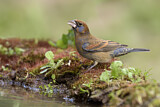 Image. Blue Grosbeak