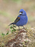 Image. Blue Grosbeak