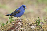 Image. Blue Grosbeak