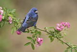 Image. Blue Grosbeak