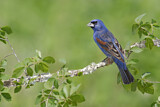 Image. Blue Grosbeak