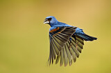 Image. Blue Grosbeak