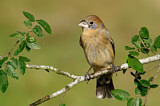 Image. Blue Grosbeak