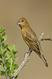 Image. Blue Grosbeak