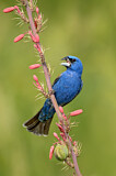 Image. Blue Grosbeak