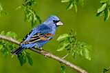 Image. Blue Grosbeak