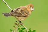 Image. Blue Grosbeak