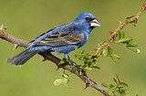 Image. Blue Grosbeak
