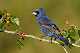 Image. Blue Grosbeak