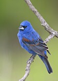 Image. Blue Grosbeak