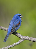 Image. Blue Grosbeak