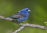 Image. Blue Grosbeak