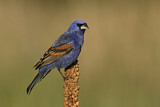 Image. Blue Grosbeak
