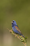 Image. Blue Grosbeak