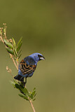 Image. Blue Grosbeak