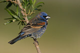 Image. Blue Grosbeak