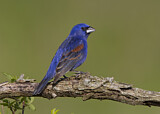 Image. Blue Grosbeak