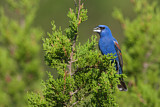 Image. Blue Grosbeak