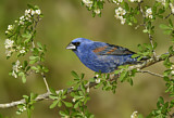 Image. Blue Grosbeak
