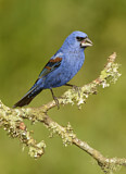 Image. Blue Grosbeak