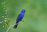 Image. Blue Grosbeak
