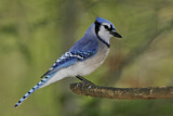 Image. Blue Jay