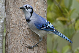 Image. Blue Jay