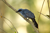 Image. Blue Mockingbird