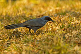 Image. Blue Mockingbird