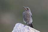 Image. Blue Rock Thrush