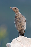 Image. Blue Rock Thrush