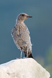 Image. Blue Rock Thrush