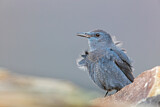 Image. Blue Rock Thrush