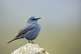 Image. Blue Rock Thrush