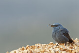 Image. Blue Rock Thrush