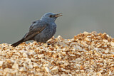 Image. Blue Rock Thrush