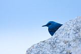 Image. Blue Rock Thrush