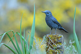 Image. Blue Rock Thrush