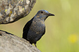 Image. Blue Rock Thrush