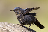 Image. Blue Rock Thrush