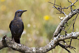 Image. Blue Rock Thrush