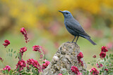 Image. Blue Rock Thrush