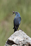 Image. Blue Rock Thrush