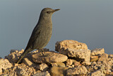 Image. Blue Rock Thrush